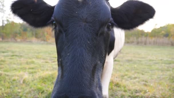 芝生の上に立ってカメラを冷静に見て面白い好奇心旺盛な牛。牧草地でかわいいフレンドリーな動物の放牧。牧草地で牛.風景自然を背景に。農業の概念。スローモーション閉じる — ストック動画
