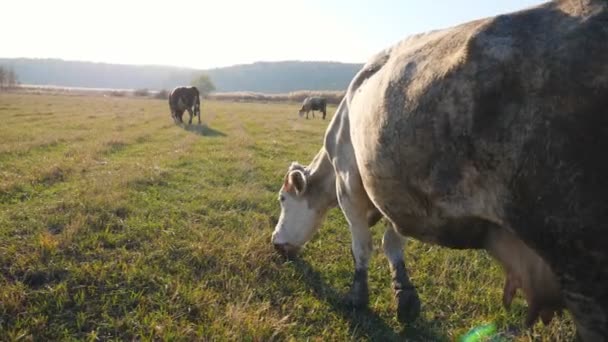 Güneşli çimlerde otlayan inek sürüsü. Otlaktaki hayvanlar. Arka planda güzel bir kır manzarası var. Çiftçilik kavramı. Yavaş çekim — Stok video