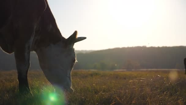 Κοντινό πλάνο αγελάδας που τρώει φρέσκο πράσινο γρασίδι στο γκαζόν. Ζώα βόσκησης σε βοσκότοπους κατά τη δύση. Όμορφο τοπίο της υπαίθρου στο παρασκήνιο. Αγροτική ιδέα. Αργή κίνηση Χαμηλή προβολή — Αρχείο Βίντεο