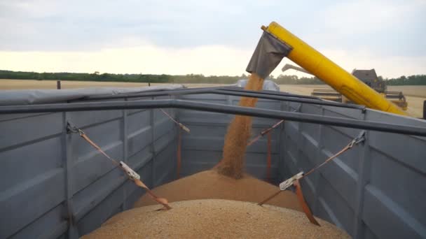 夕方にトラックに小麦粒をロードを組み合わせる。トレーラーへの新鮮なライ麦のロードプロセスに関するサイドビュー。黄色の乾燥したカーネルは、収穫期から落下します。収穫の概念。スローモ閉じます — ストック動画
