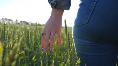 Yeşil dikenlere dokunan genç bir kadının eli. Tanınmayan bir kız buğday tarlasında yürüyor güneşli bir günde manzaranın tadını çıkarıyor. Arka plan bulanık. Yavaş çekim