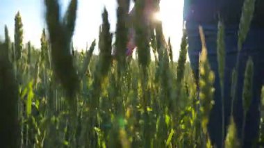 Yeşil dikenlere dokunan genç bir kadının eli. Tanınmayan bir kız buğday tarlasında yürüyor güneşli bir günde manzaranın tadını çıkarıyor. Parlak güneş arka planda parlıyor. Yavaş çekim