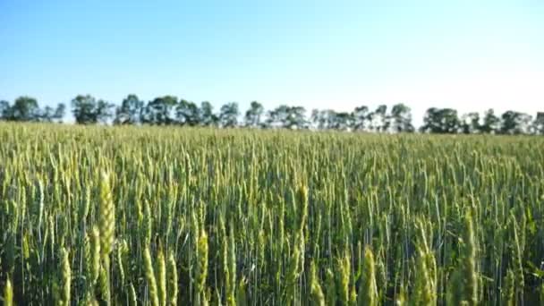Сценический вид на широкое поле с зелеными стеблями пшеницы, колеблющимися на ветру. Сцена на природе в солнечный день. Живописный пейзаж сельской местности на заднем плане. Весенний сезон. Медленное движение — стоковое видео
