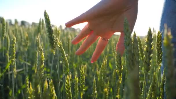 Κοντινό χέρι της νεαρής γυναίκας που αγγίζει και χαϊδεύει πράσινο σπιρτόκουτο στο χωράφι. Αγνώριστο κορίτσι που απολαμβάνει το γραφικό περιβάλλον της φύσης την ηλιόλουστη μέρα. Θολή ιστορία. Αργή κίνηση — Αρχείο Βίντεο