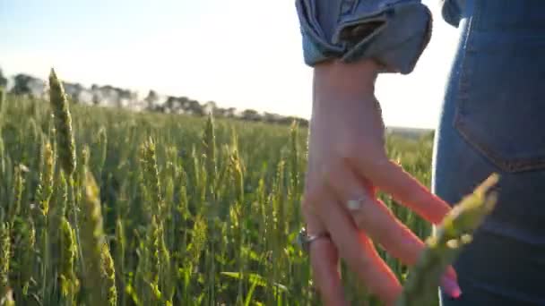 Närbild hand ung kvinna vidrör gröna spikelets. Oigenkännlig flicka promenader genom vetefält njuter av naturskön miljö på solig dag. Ljus sol skiner i bakgrunden. Långsamma rörelser — Stockvideo