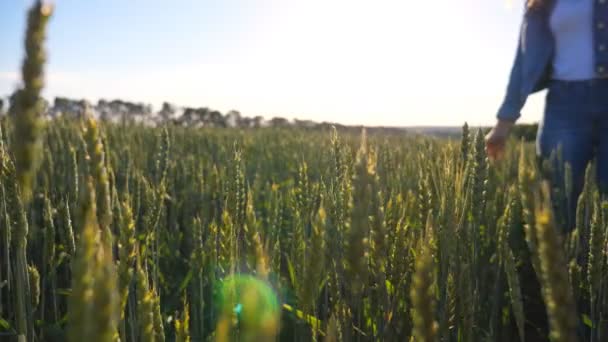 Жінка проходить через пшеничне поле, торкаючись зелених вух врожаю. Дівчина йде вздовж лугу з рукою, що рухається над стеблами ячменю. Пані насолоджується літньою природою в сонячний день. Повільний рух — стокове відео