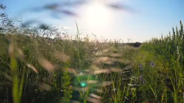 Bela cena da natureza de prado verde com vegetação selvagem. Luz solar de verão brilhante gramado iluminante. Paisagem pitoresca do campo. câmera lenta Dolly tiro — Vídeo de Stock