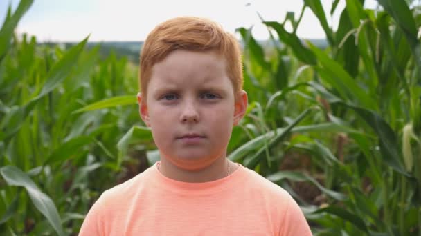 Портрет молодого серйозного рудого хлопчика, який дивиться в камеру на тлі розмитого кукурудзяного поля. Маленька дитина стоїть на лузі. Крупним планом емоції чоловічої дитини з сумним виразом на обличчі — стокове відео