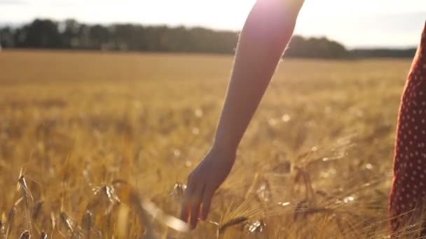 Ręka samicy poruszająca się nad dojrzałą pszenicą rosnącą na łące ze światłem słonecznym w tle. Młoda kobieta przechadzająca się po polu jęczmienia i dotykająca złotych uszu. Widok z tyłu Zwolniony ruch — Wideo stockowe