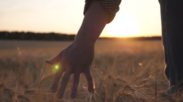 El joven granjero camina por el campo de cebada y acaricia con el brazo las orejas doradas de la cosecha. La mano masculina se mueve sobre el trigo maduro que crece en el prado. Concepto de negocio agrícola. Luz solar en el fondo — Vídeos de Stock