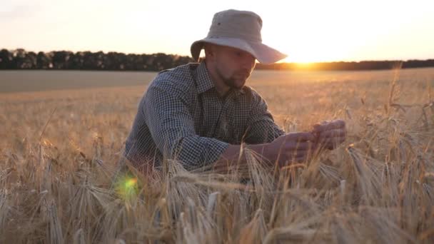 男性農家は穀物の牧草地に座り、日没時に小麦の穂を探索します。若い農学者は、穀物畑で熟した大麦の茎を調べます。農業ビジネスの概念。背景の日差し — ストック動画
