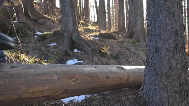 Primer plano de los pies masculinos caminando sobre el tronco de madera que yace en un bosque de pinos. Joven irreconocible pasando tiempo en la naturaleza durante el viaje. Concepto de vacaciones o vacaciones. Bajo ángulo de visión. Movimiento lento — Vídeos de Stock