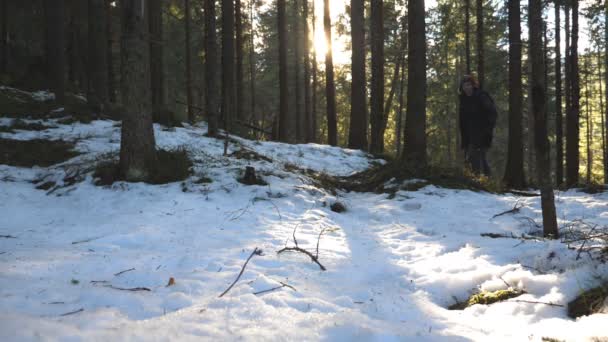 Jonge mannelijke toerist gaat op pad in het bergwoud op zonnige dag. Gelukkig man wandelen door pijnbomen en genieten van de winter reizen. Prachtig landschap op de achtergrond. Het begrip vakantie. Langzame beweging — Stockvideo