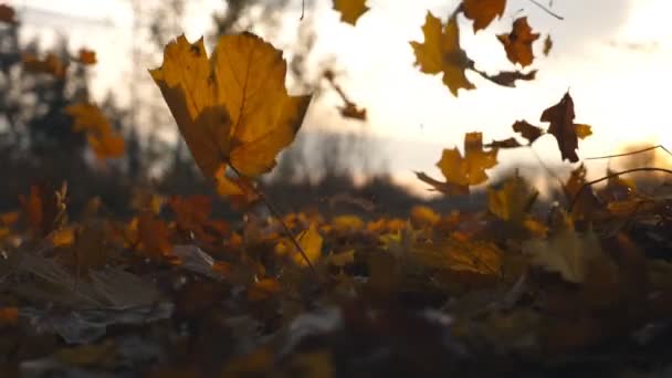 Gele esdoorn bladeren valt in de herfst park en de zon schijnt door het. Prachtige landschap achtergrond. Kleurrijk herfstseizoen. Langzame beweging Close-up — Stockvideo