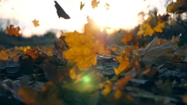Желтые кленовые листья падают в осеннем парке, и сквозь них светит солнце. Фон пейзажа. Красочный осенний сезон. Медленное движение — стоковое видео