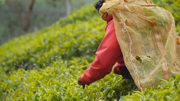 Femmina contadina indiana raccoglie fogliame da lussureggianti arbusti a Highland. L'operaio locale raccoglie foglie fresche nelle piantagioni. La donna adulta raccoglie il tè dai cespugli verdi nei terreni agricoli. Concetto agricolo. Lento mo — Video Stock