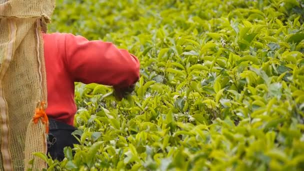 Indyjski rolnik zbiera liście z bujnych krzewów na wyżynach. Miejscowy pracownik zbiera świeże liście na plantacji. Dorosła kobieta zbiera herbatę z zielonych krzewów na farmie. Koncepcja rolnictwa. Powoli. — Wideo stockowe