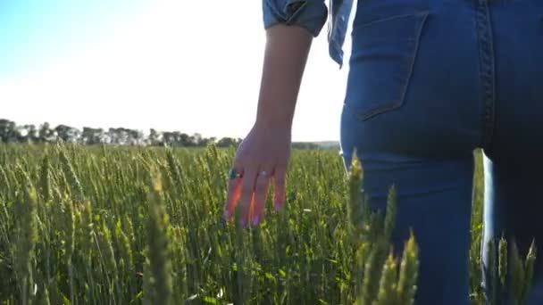 Nerozpoznatelná žena kráčející pšeničným polem a držící se za ruce hřeby. Dívka dotýká zelené uši ječmene a těší krásné přírodní prostředí. Jasné slunce svítí na pozadí. — Stock video