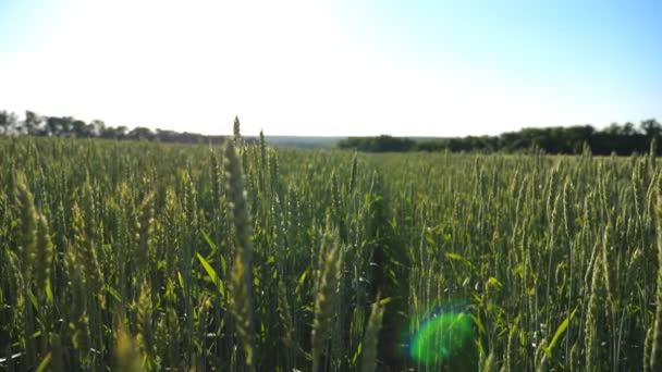 Paesaggio paesaggistico di campo di grano nella giornata di sole. Lunghi steli di orzo che ondeggiano dalla brezza. Incredibilmente bella vista su terreni agricoli di cereali con orecchie verdi. Scena pittoresca di campagna. Rallentatore — Video Stock