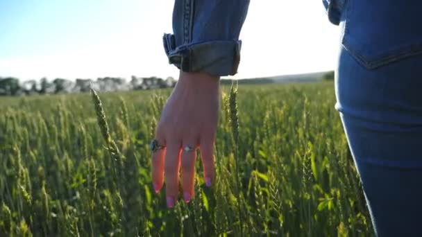 Mujer irreconocible caminando a través del campo de trigo sosteniendo la mano sobre espiguillas. Chica tocando orejas verdes de cebada y disfrutando de un hermoso entorno natural. Sol brillante brillando en el fondo — Vídeo de stock