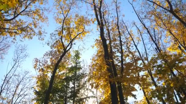 Προβολή στις κορυφές των δέντρων με κίτρινα φύλλα σφενδάμου. Πολύχρωμο ξηρό φύλλωμα που πέφτει αργά στο φόντο του ουρανού. Όμορφη φθινοπωρινή εποχή. Αργή κίνηση Χαμηλή γωνία — Αρχείο Βίντεο
