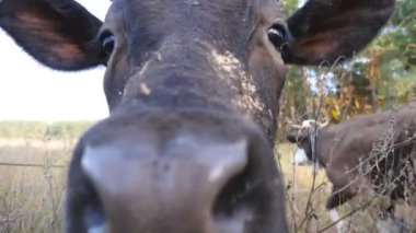 Kameraya bakıp koklayan meraklı siyah ineğin portresi. Çayırda otlayan sevimli, dost canlısı hayvan merakını gösteriyor. Otlaktaki sığırlar. Çiftçilik kavramı. Yavaş çekim. Yakın çekim.