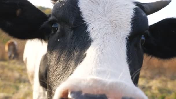 Une vache curieuse regarde la caméra et renifle. Faites paître des animaux sympathiques dans le pré en faisant preuve de curiosité. Bovins en pâturage. Concept d'agriculture. Arrière plan flou. Ralentir le mouvement Gros plan — Video