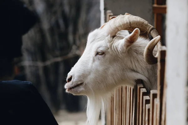 Stock image face of a white goat on a farm, with horns, in a wooden stall