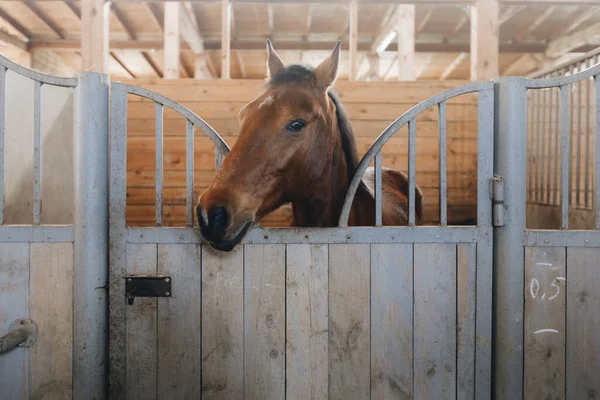 Testa Cavallo Guardando Oltre Porte Della Stalla Sullo Sfondo Altri — Foto Stock