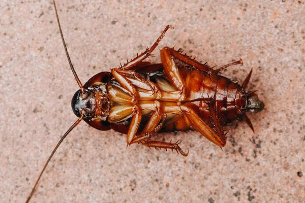 Roaches Trovano Morti Sul Pavimento Legno Scarafaggio Guasto Primo Piano — Foto Stock