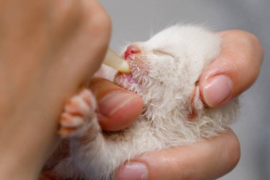 Bir kadın eli, yeni doğmuş bir kediyi şırıngayla kedi maması ile besler..