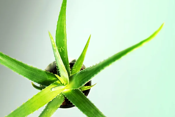 Aloë Vera op pastel mint groene blauwe kleur achtergrond. — Stockfoto