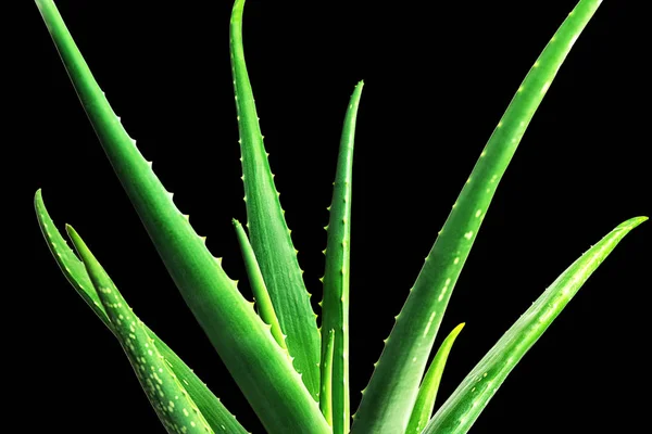 Feuille d'aloe vera gros plan sur fond noir . — Photo