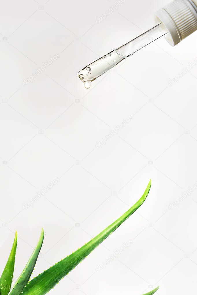 Pipette with drop of serum or hyaluronic acid on aloe vera plant background.