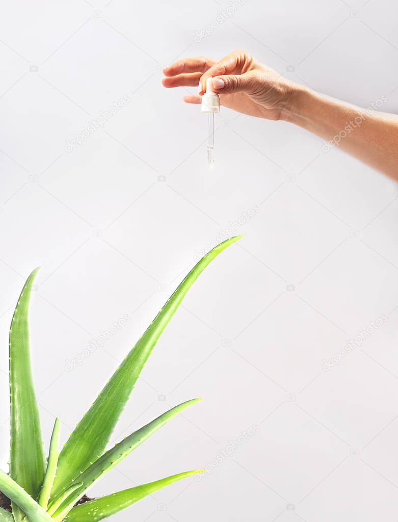 Hand of woman with pipette with drop of serum or hyaluronic acid or collagen moisturizer and green aloe vera flower.