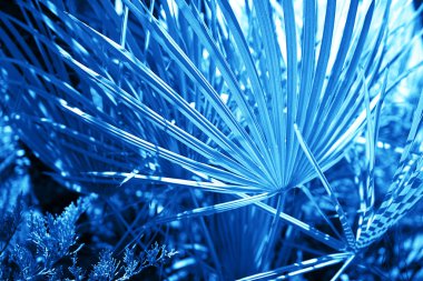 Güneş ışığı arka planda palmiye yaprakları.