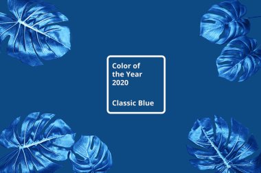 Mavi yapraklı tropikal arkaplan Monstera.