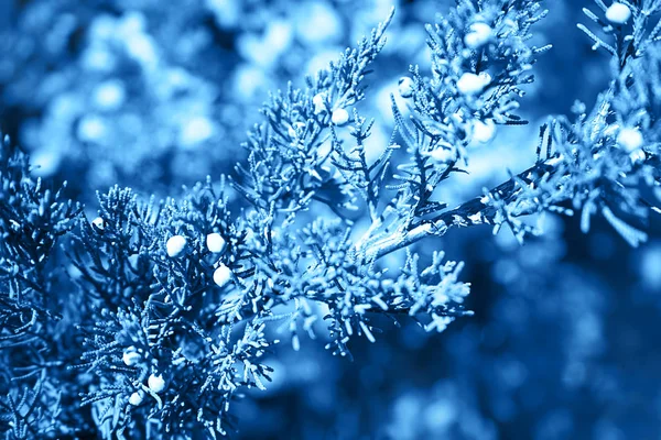 Natural dark background with beautiful tree leaves and branches colored in trendy blue classic color. — Stock Photo, Image