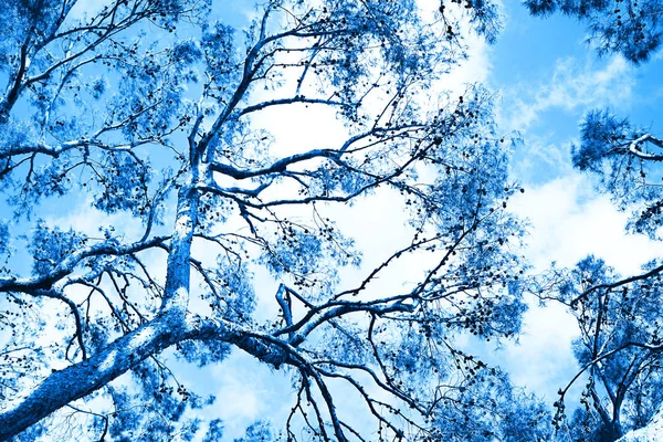 Kiefern auf blauem Himmel Hintergrund. klassisches blaues Farbkonzept. — Stockfoto