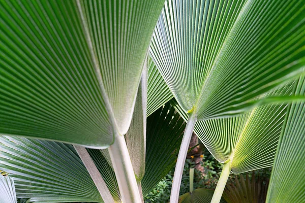 Gestreept van palmblad. Abstracte groene textuur. — Stockfoto