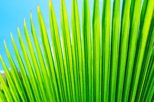 Gestreept van palmblad. Abstracte groene textuur. — Stockfoto