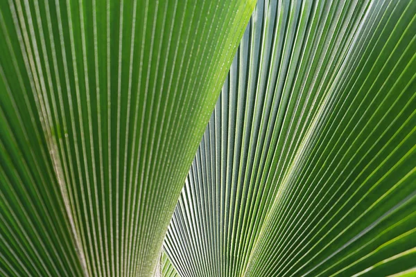 Полосатый пальмовый лист. Абстрактная зелёная текстура . — стоковое фото