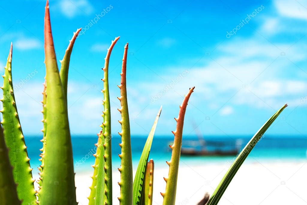 Aloe vera on turquoise sea background.