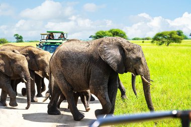 Arazi araçlarındaki turistler safari gezisinde filleri keşfediyorlar..
