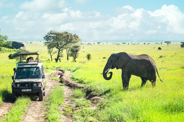 Tanzanya, Serengeti Ulusal Parkı - 3 Ocak 2020: Afrika vahşi yaşam safarisinde turistler.