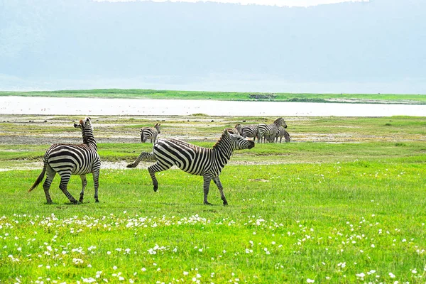 タンザニア ンゴロンゴロ保全地域のシマウマ. — ストック写真