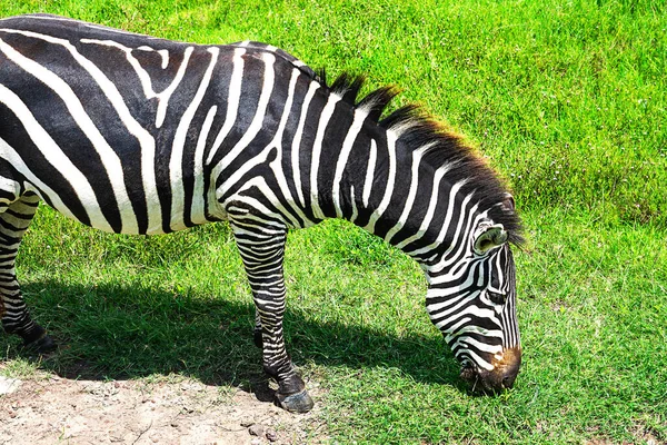 Zèbre dans la zone de conservation de Ngorongoro, Tanzanie . — Photo