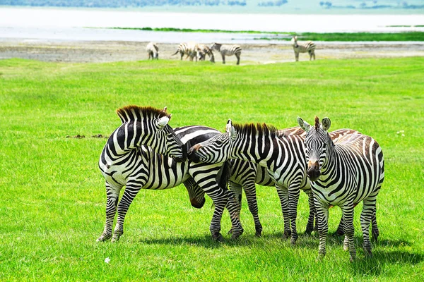 Zebra na área de conservação de Ngorongoro, Tanzânia . — Fotografia de Stock