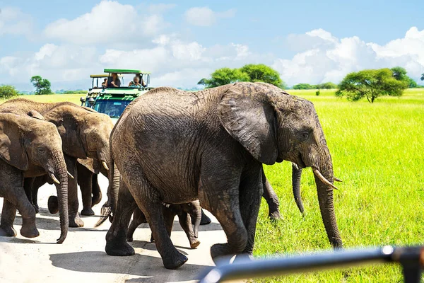 Tourists in all-terrain vehicle exploring the elephants in safari game drive.