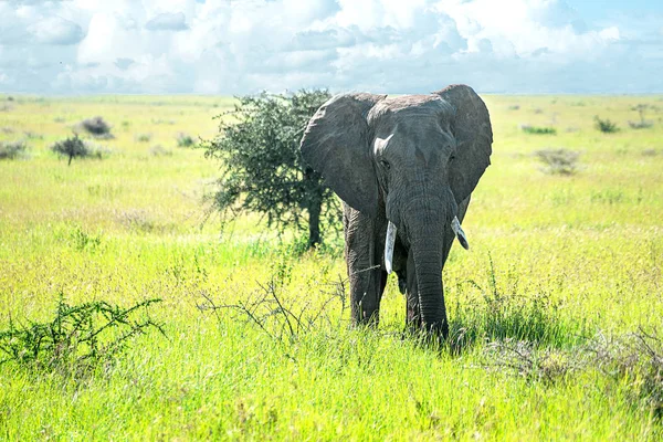 非洲稀树草原上的野生非洲象。 坦桑尼亚、非洲. — 图库照片